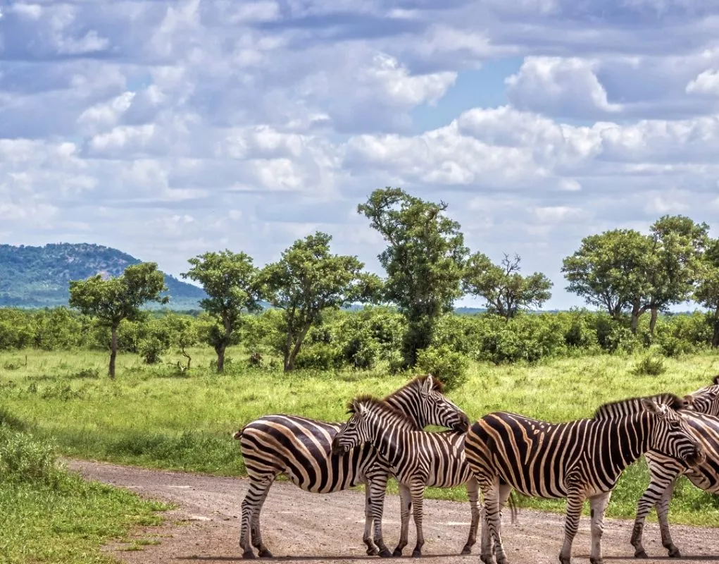 Zebra's in Zuid-Afrika