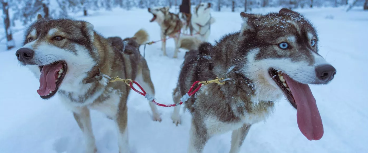 lapland-website-3